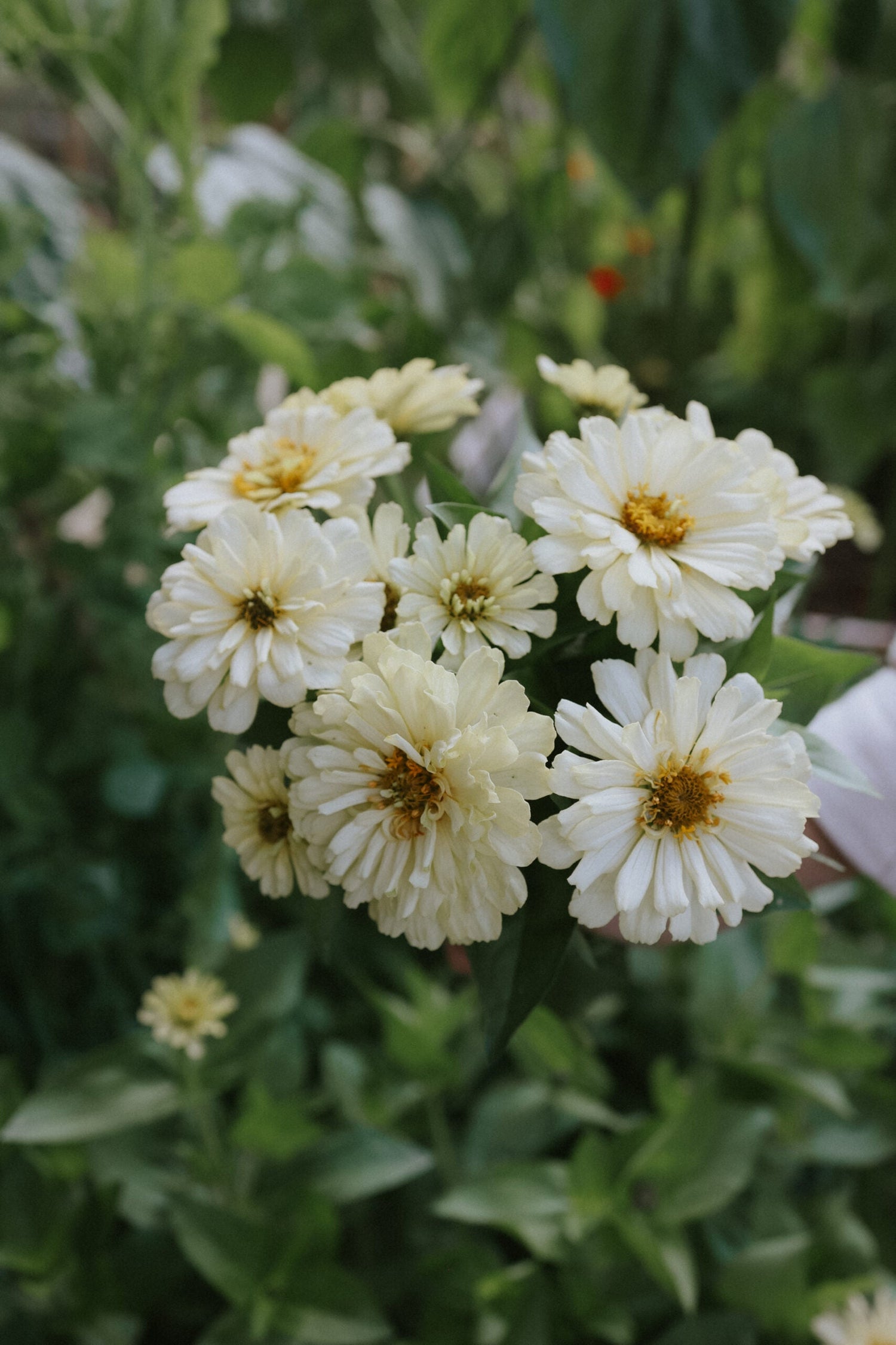 Zinnia - Dreamland Ivory