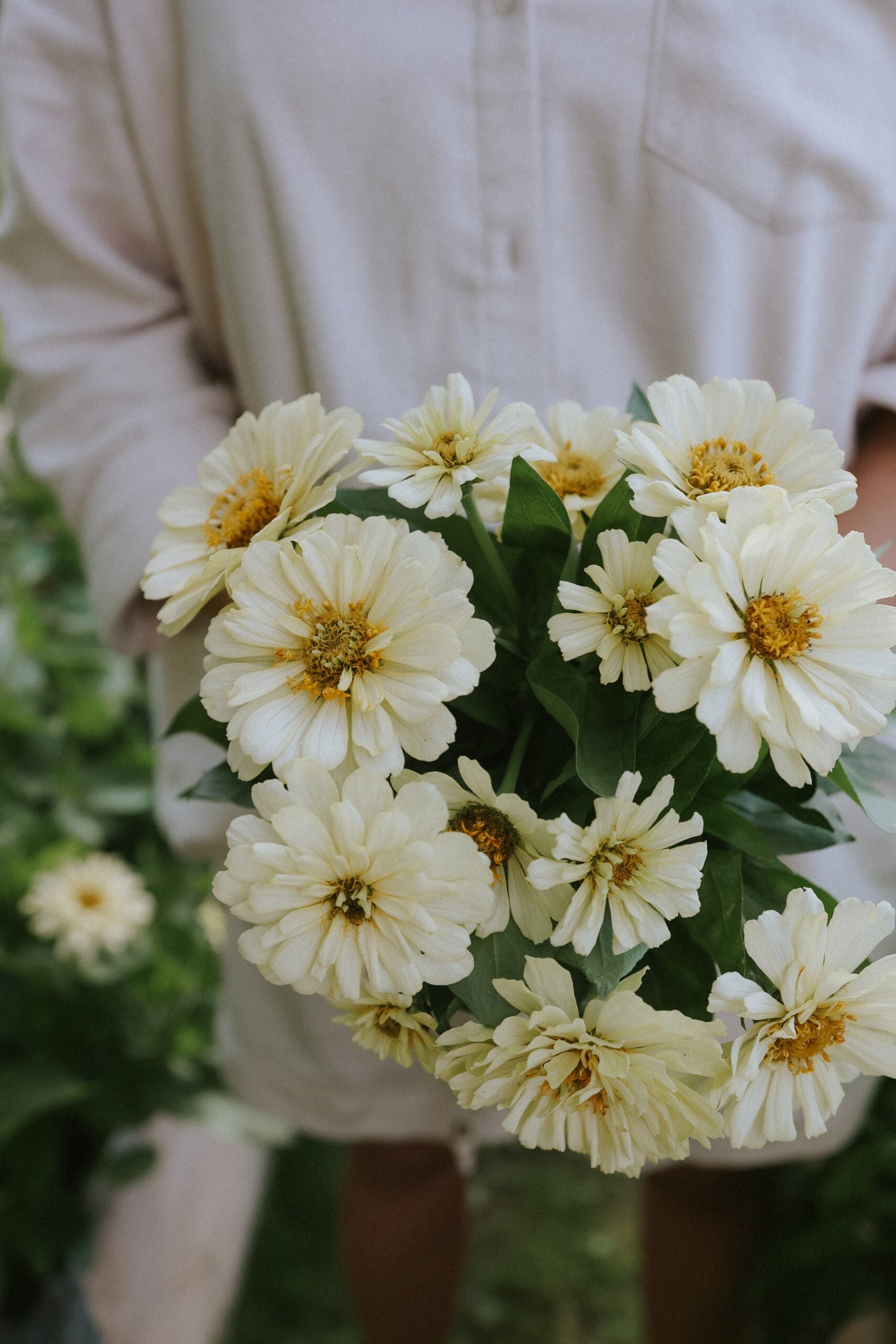 Zinnia - Dreamland Ivory