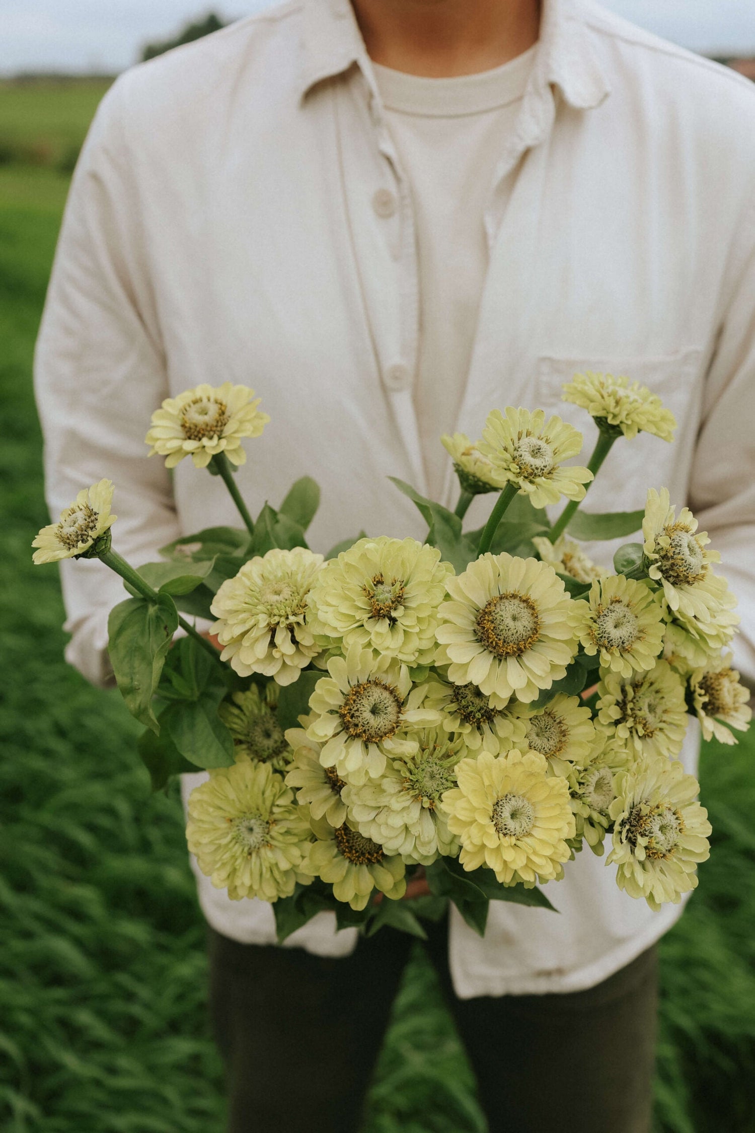 Zinnia - Dahl Flow Envy