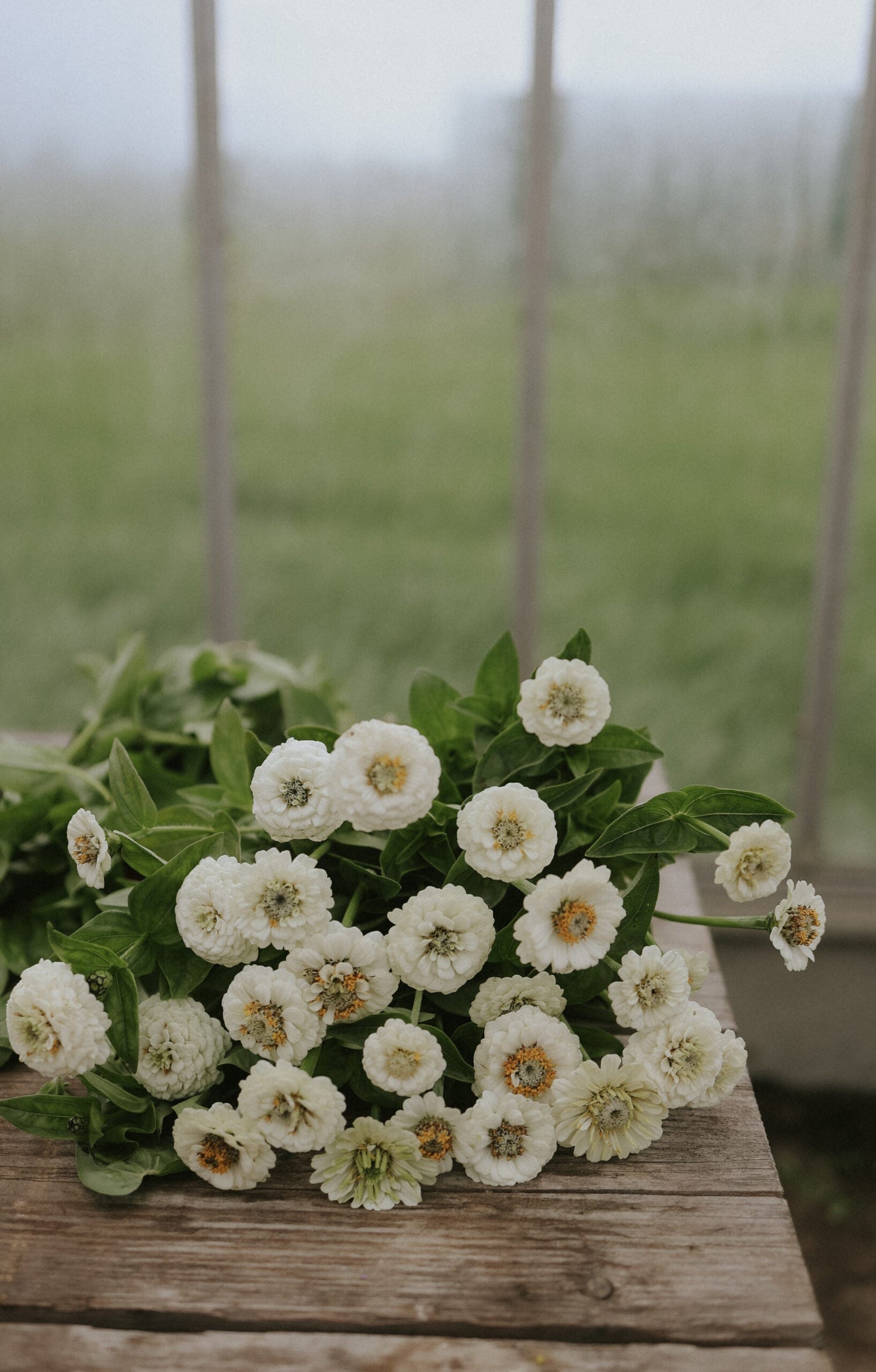 Sinnia - Lilliput White