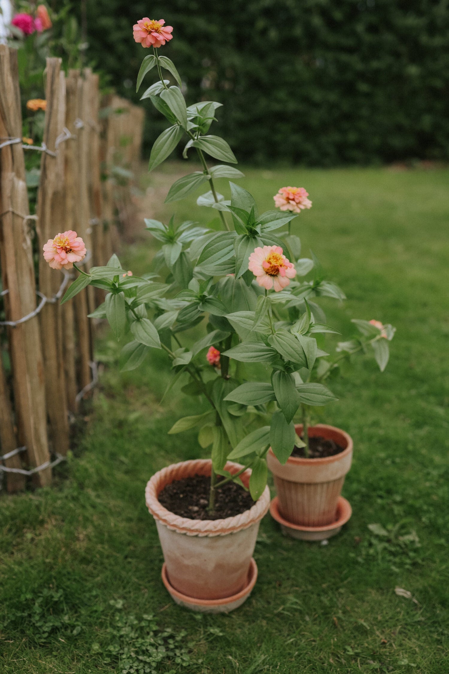 Zinnia - Oklahoma Salmon