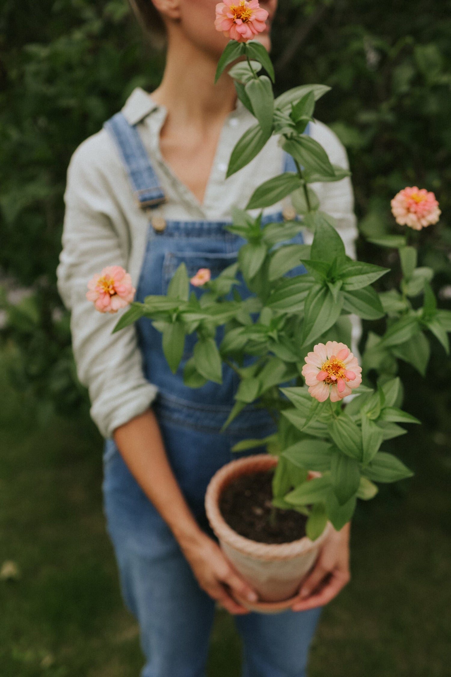 Zinnia - Oklahoma Salmon