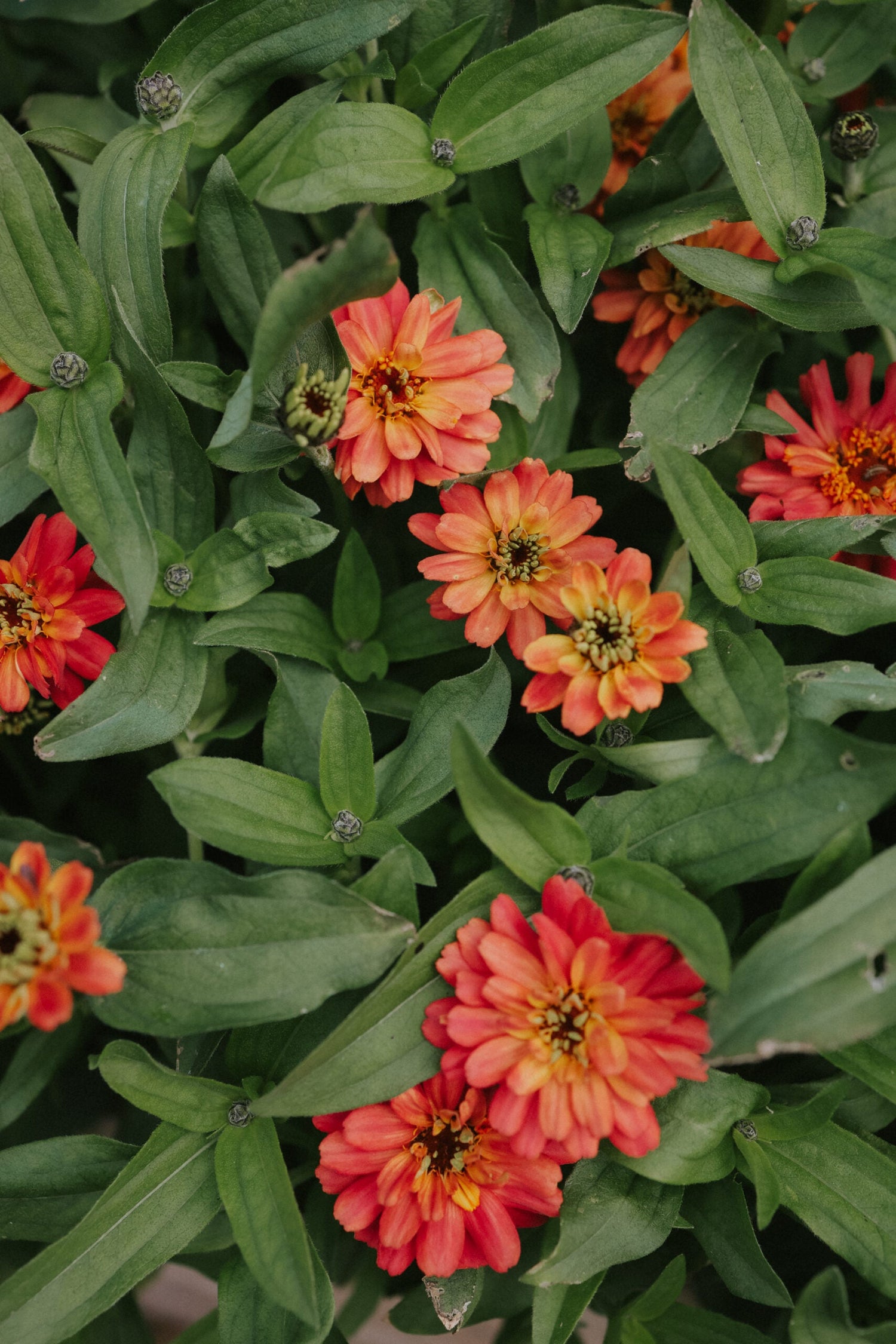 Zinnia - Profusion Double Deep Salmon