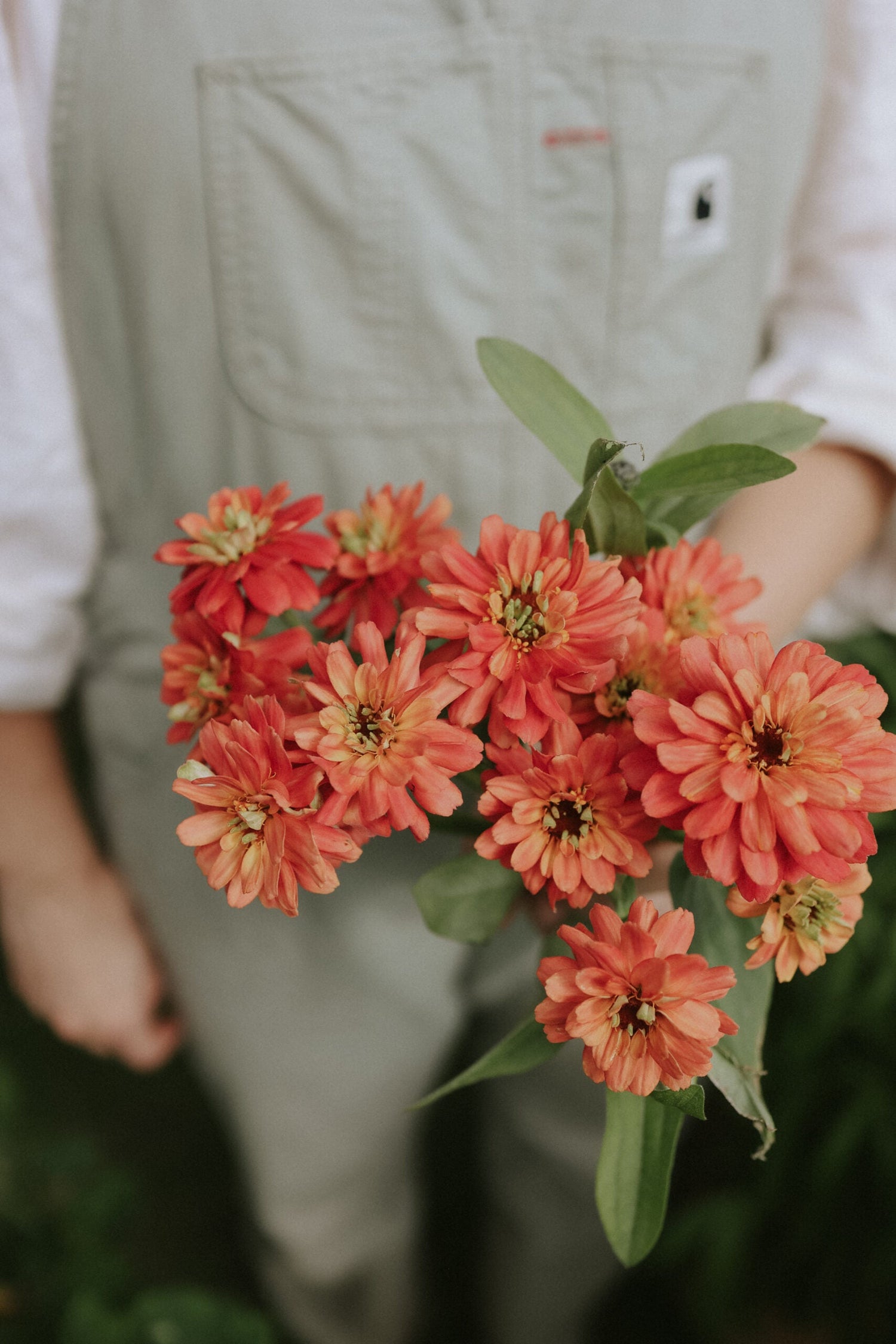 Zinnia - Profusion Double Deep Salmon