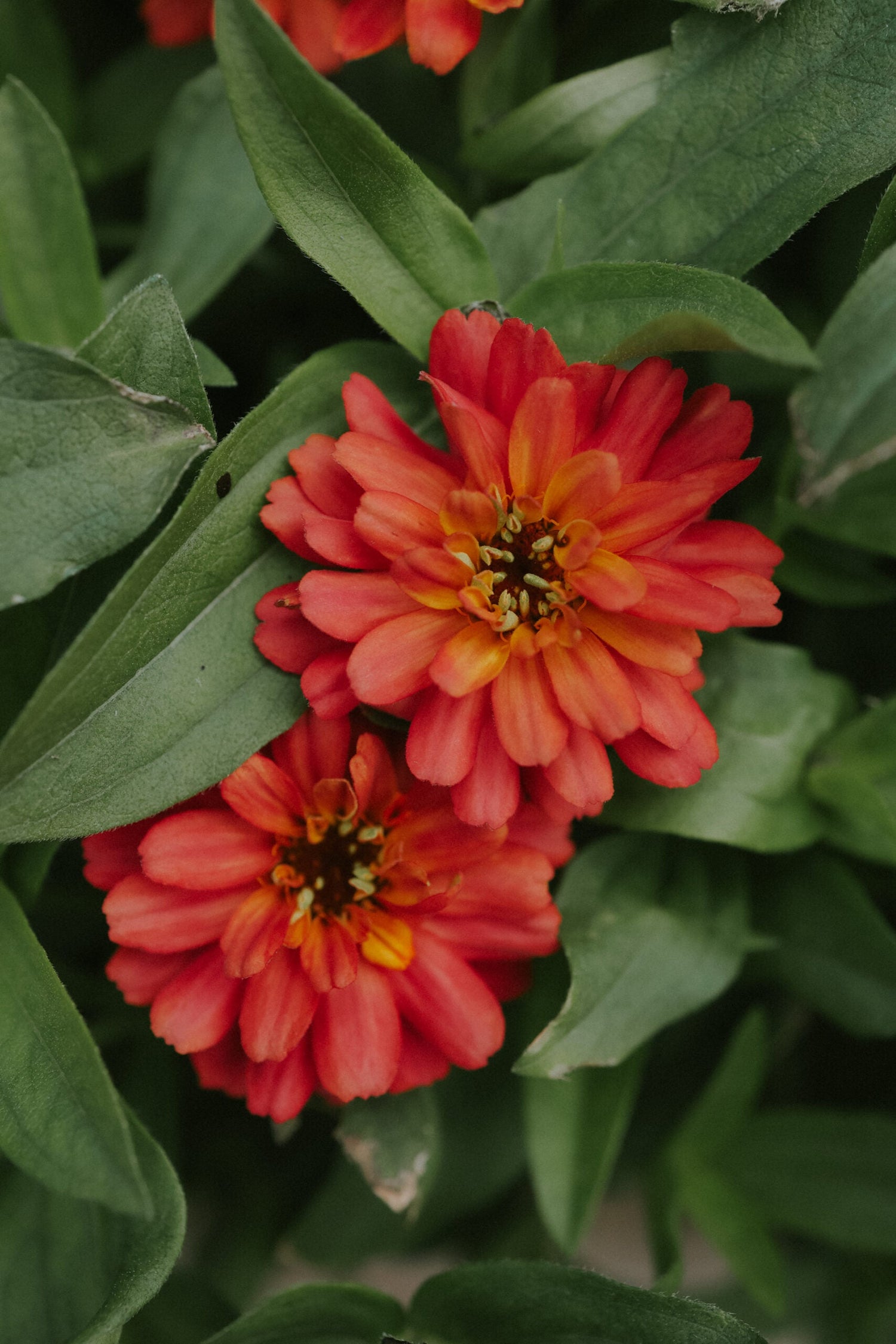 Zinnia - Profusion Double Deep Salmon