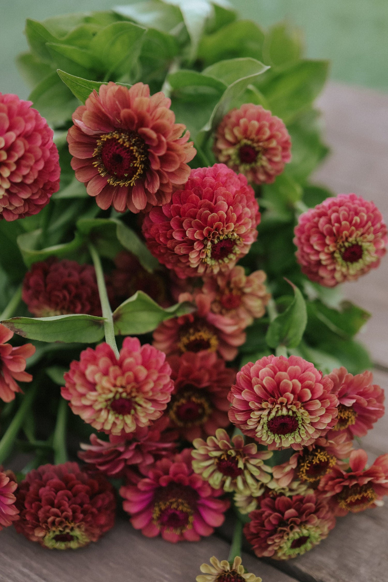 Zinnia - Queeny Lime Red