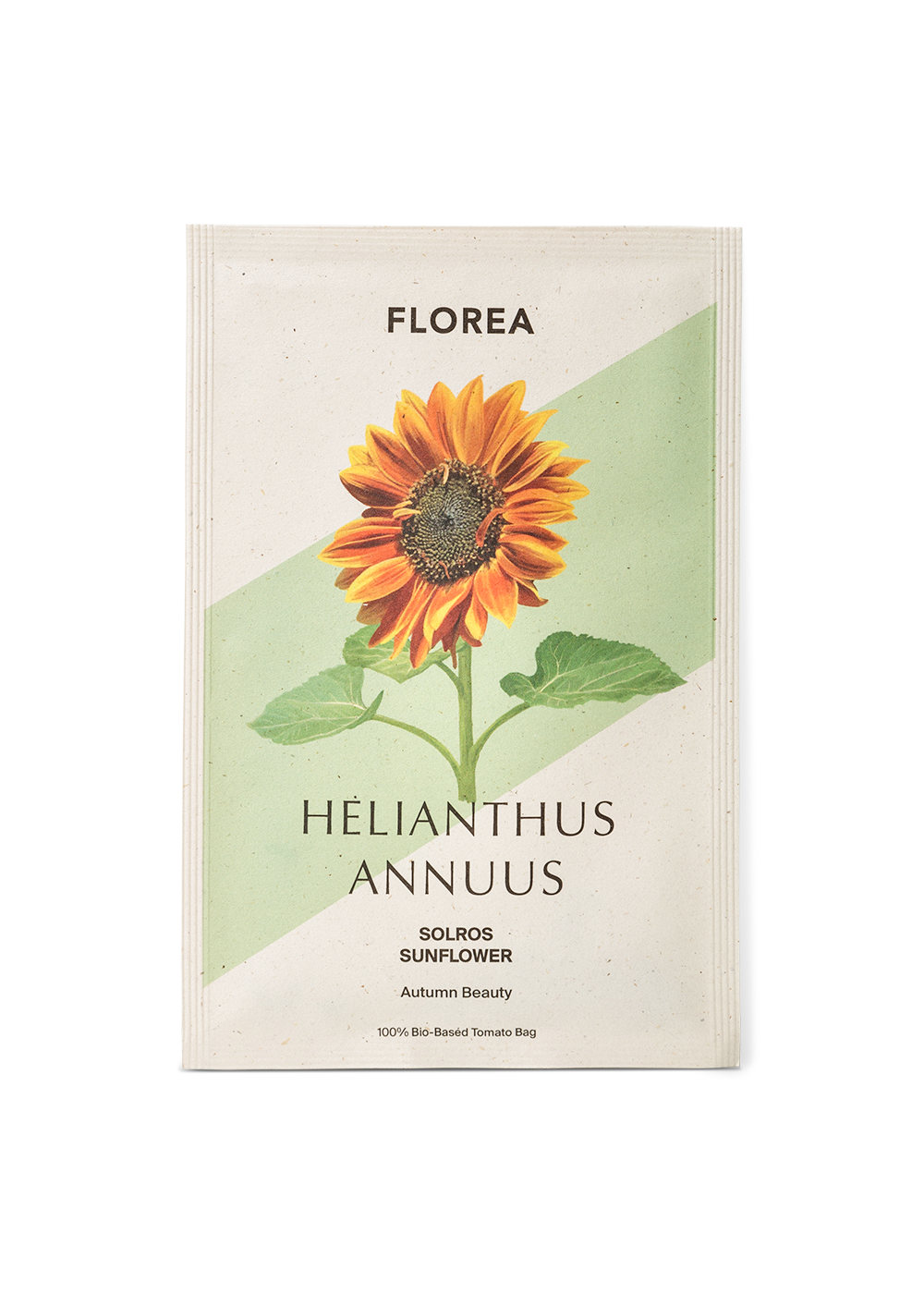 Sunflower- Autumn Beauty