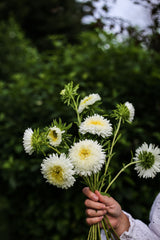 Aster - Giant Princess White