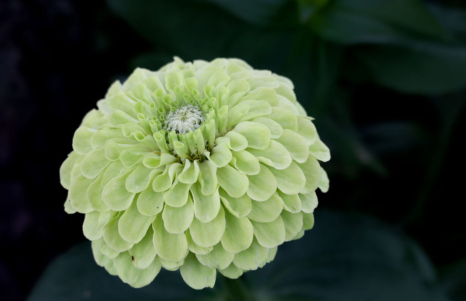 Sinnia - Dahl Flow Envy