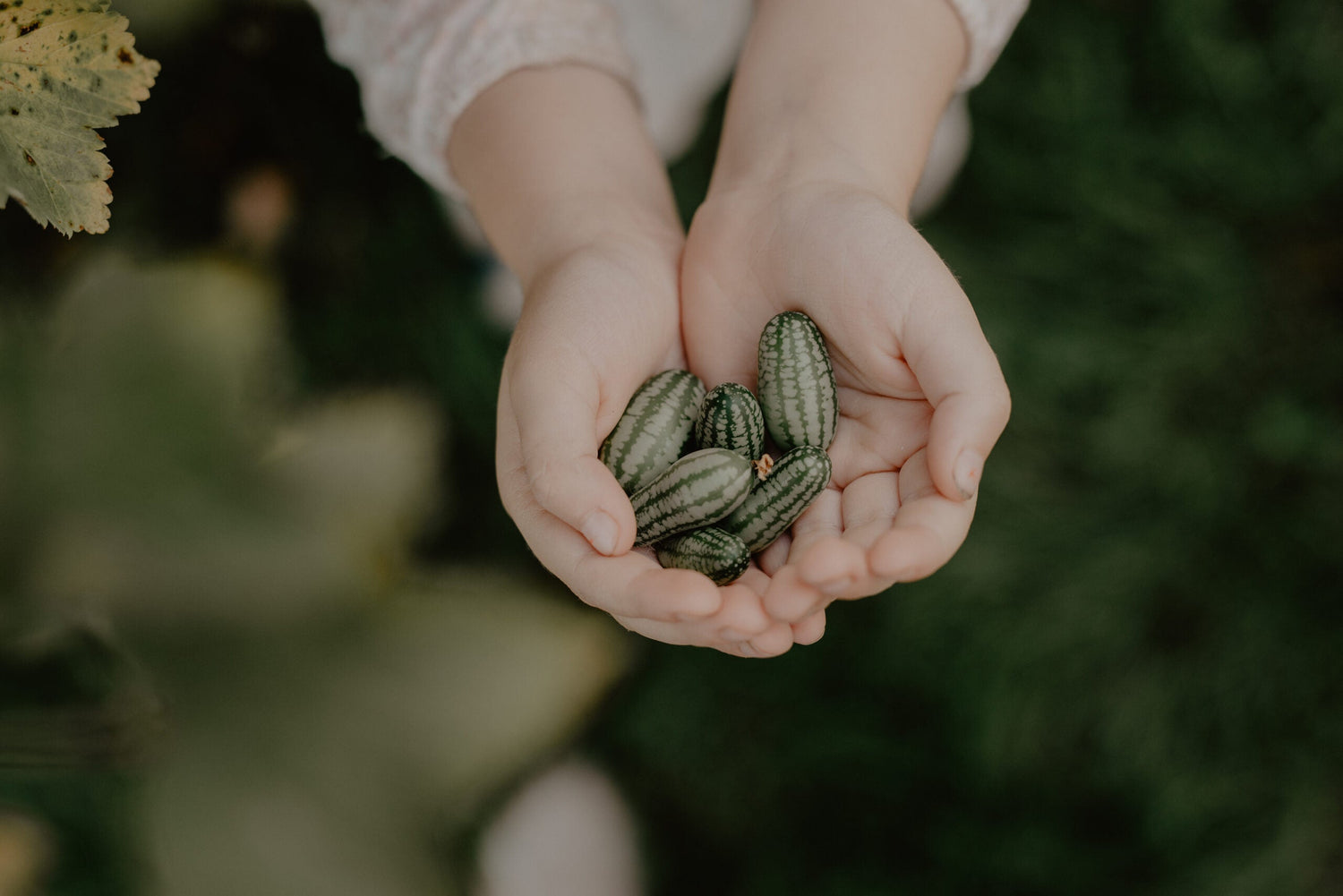 Cucamelon - Mouse Melon
