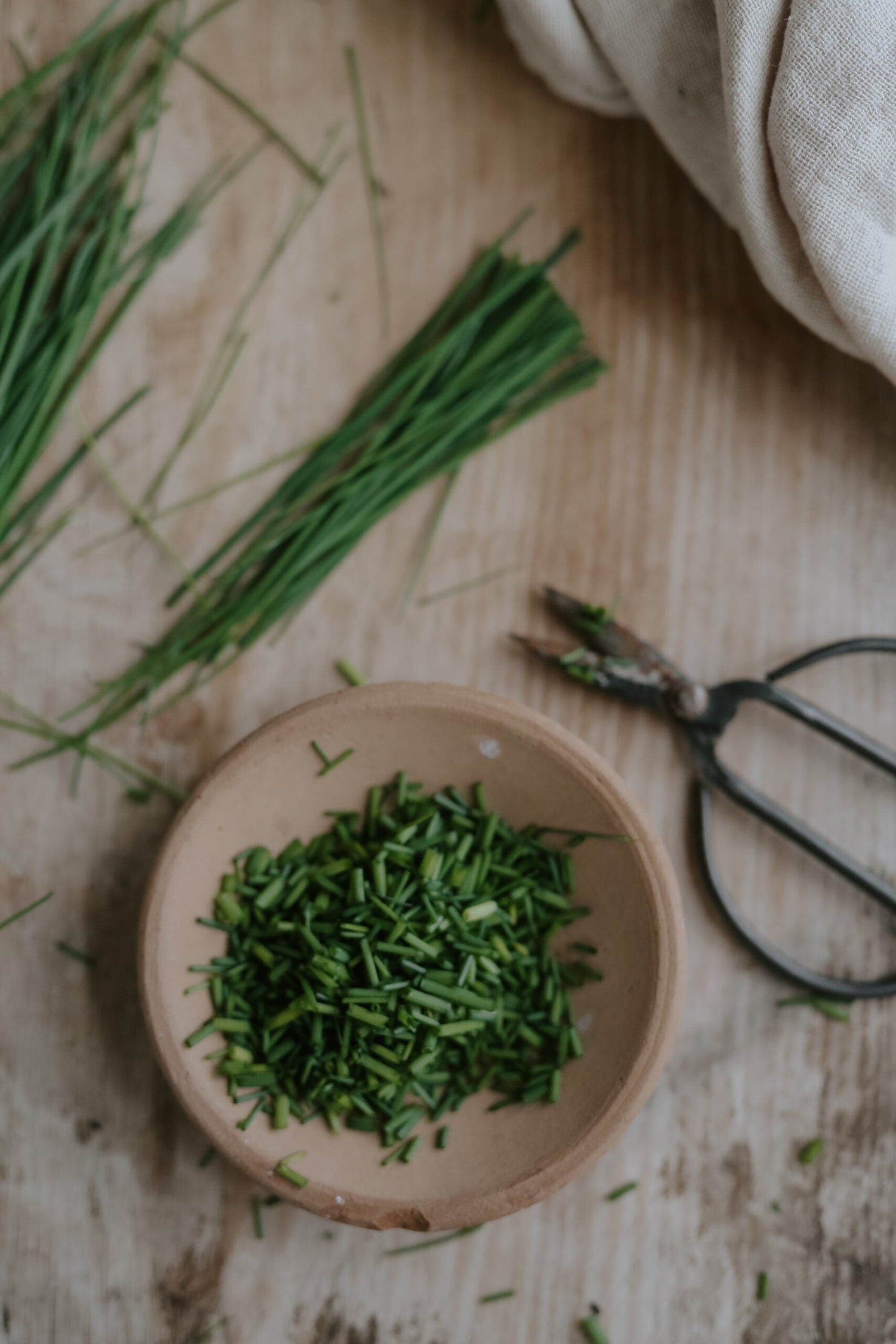 Chives - Medium Leaf EKO