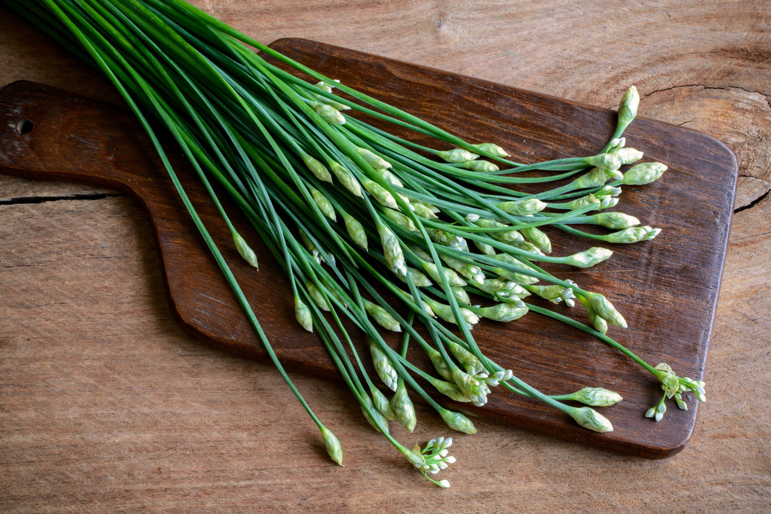 Kinesisk Gräslök - Garlic Chives EKO