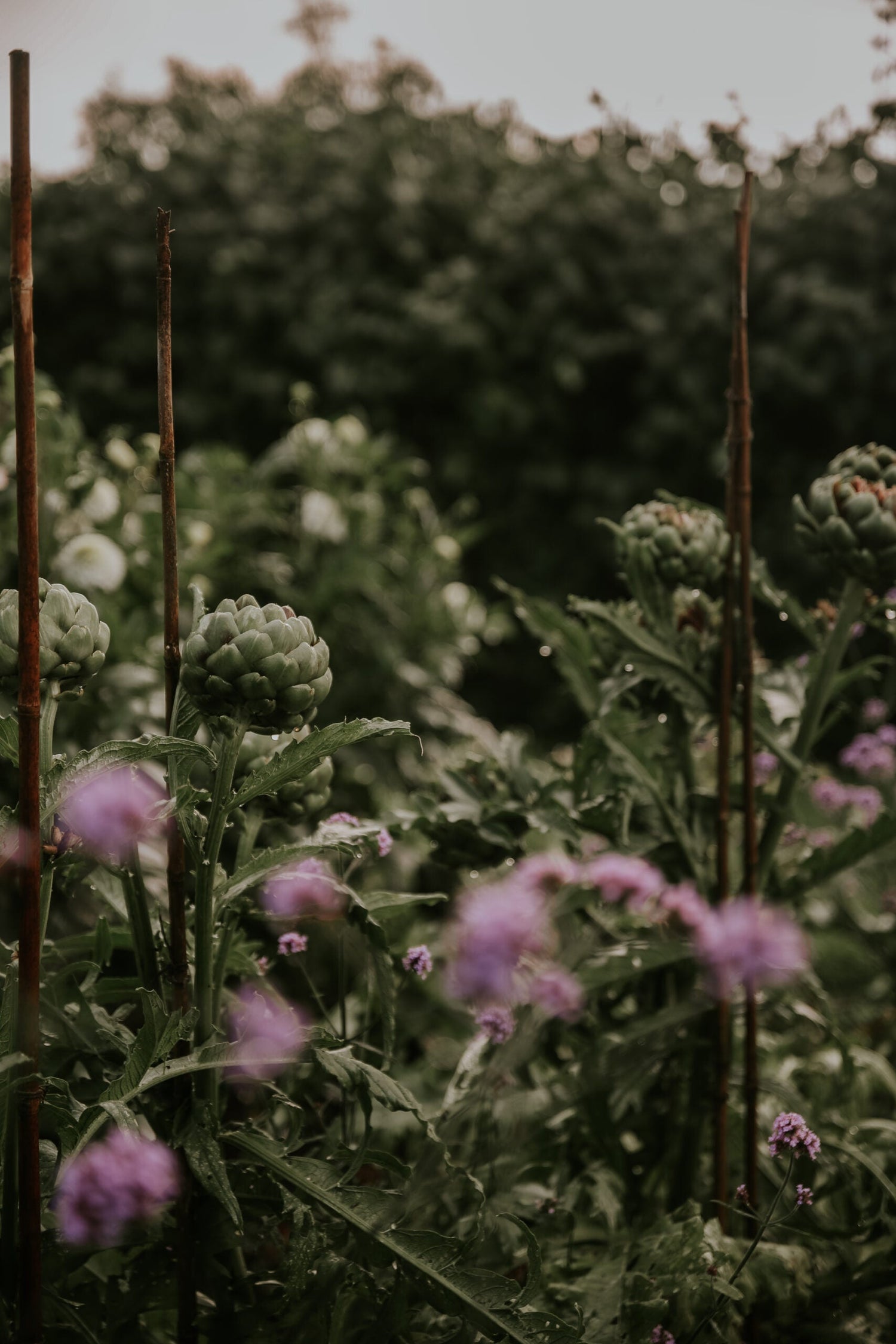 Mallow - Loveliness Rose Pink ECO