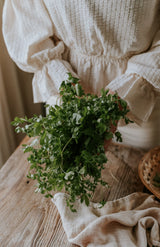 Libbsticka - Lovage