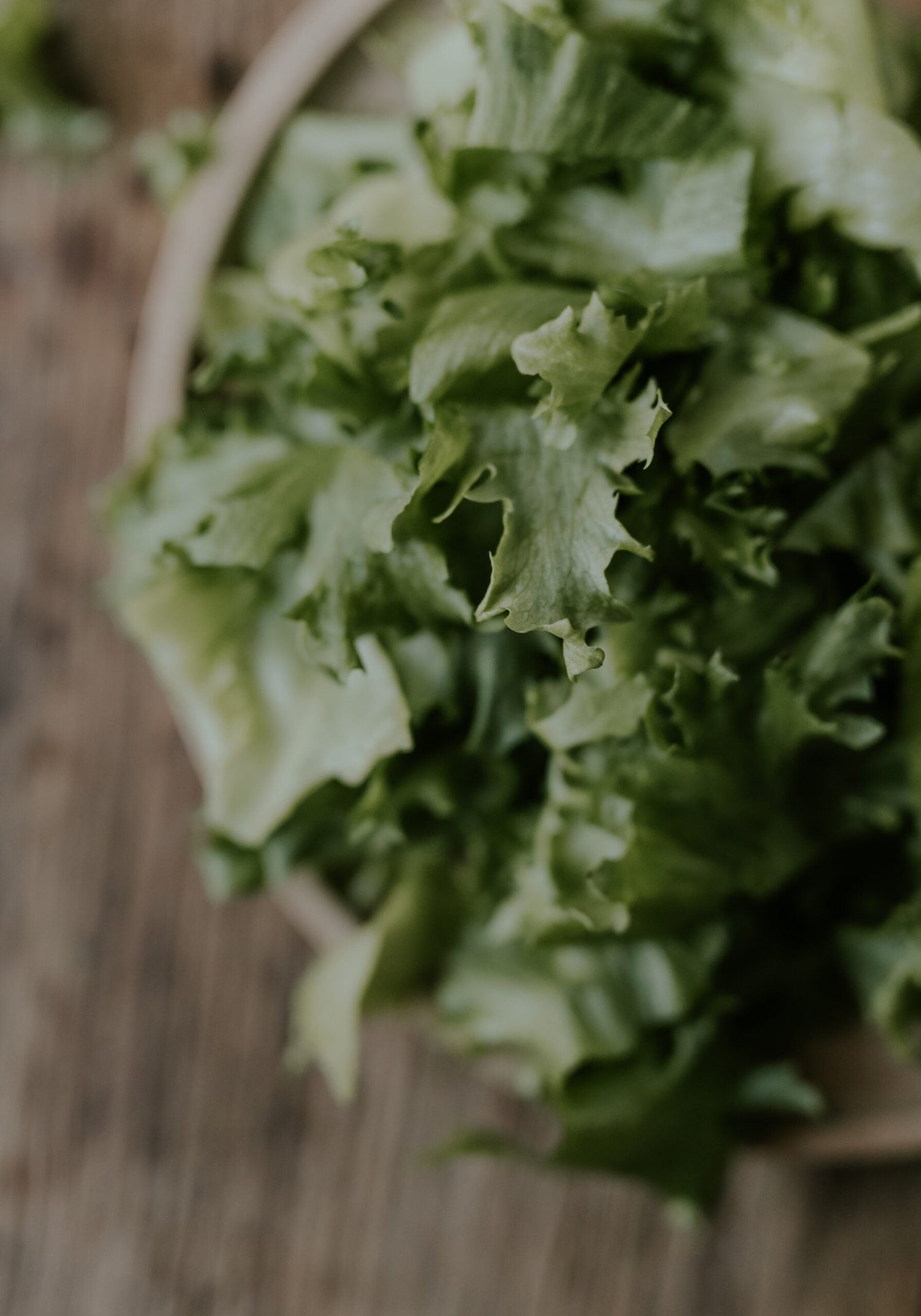 Lettuce - Salad Bowl ECO