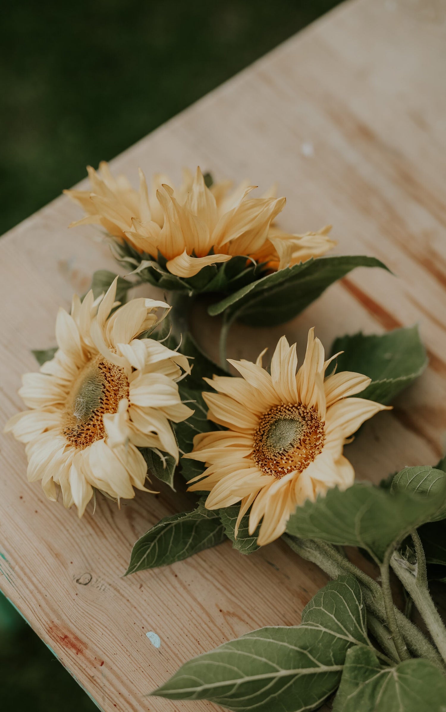 Sunflower - Giganteus