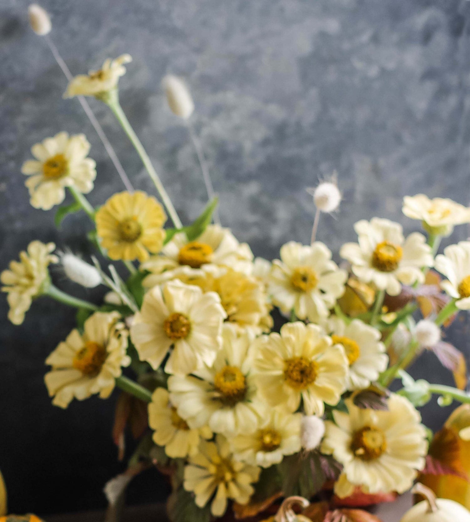 Zinnia - Dahl Flow Isabellina Creamy Yellow