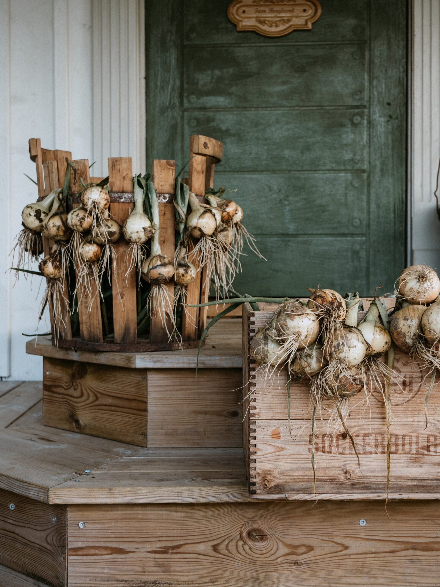 Gullök - Rijnsburger 5 EKO