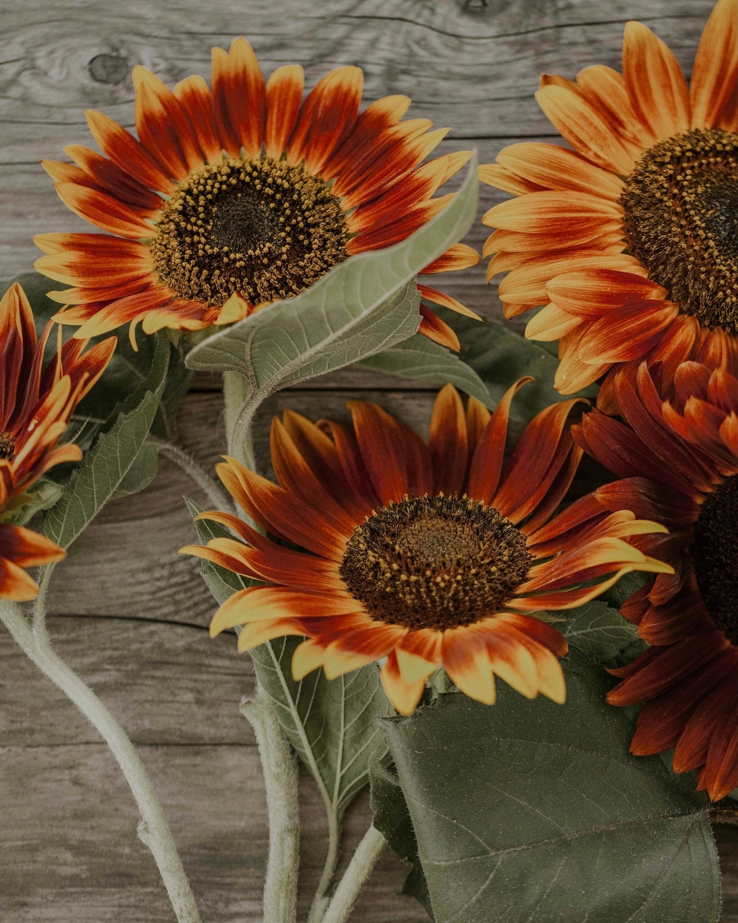 Sunflower- Autumn Beauty