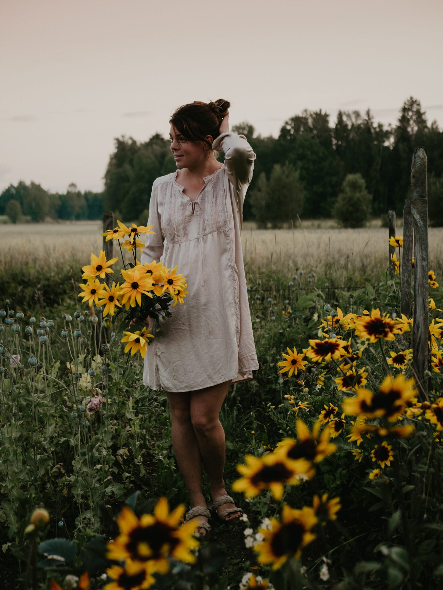 Sommarrudbeckia - Gloriosa Daisies