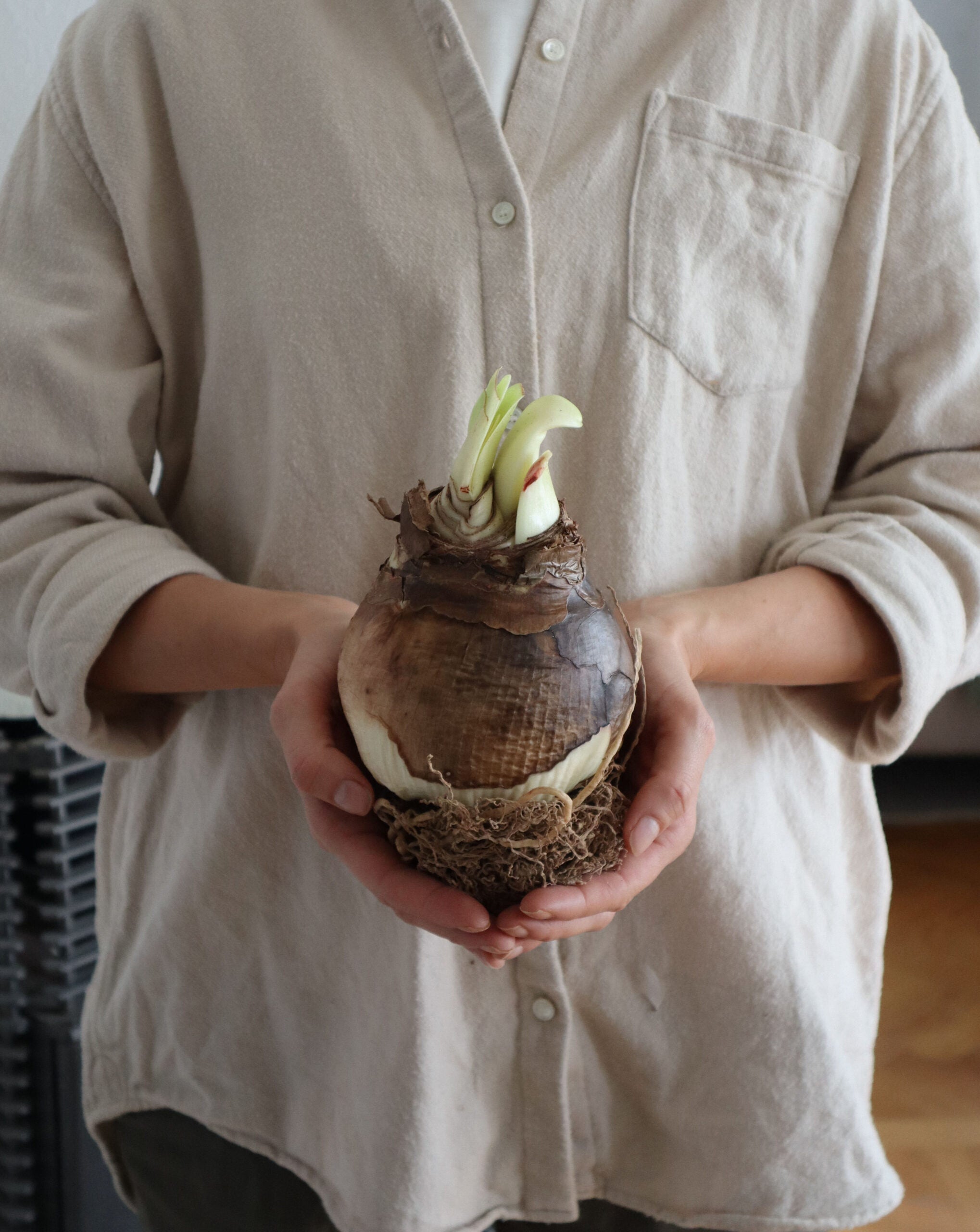 Bulbs Amaryllis - Magic Green - Buy bulbs online – Florea Garden