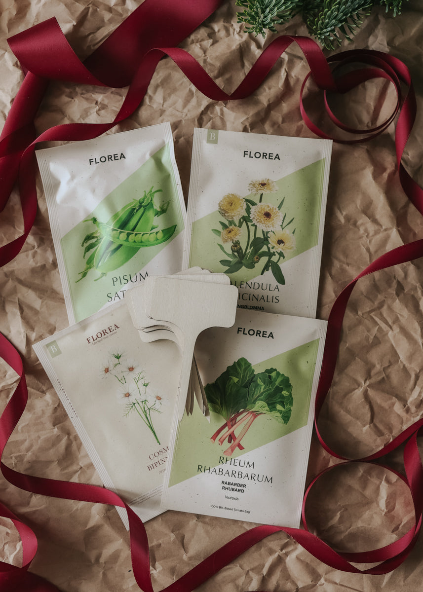 Christmas Gift – The Little Growing Box