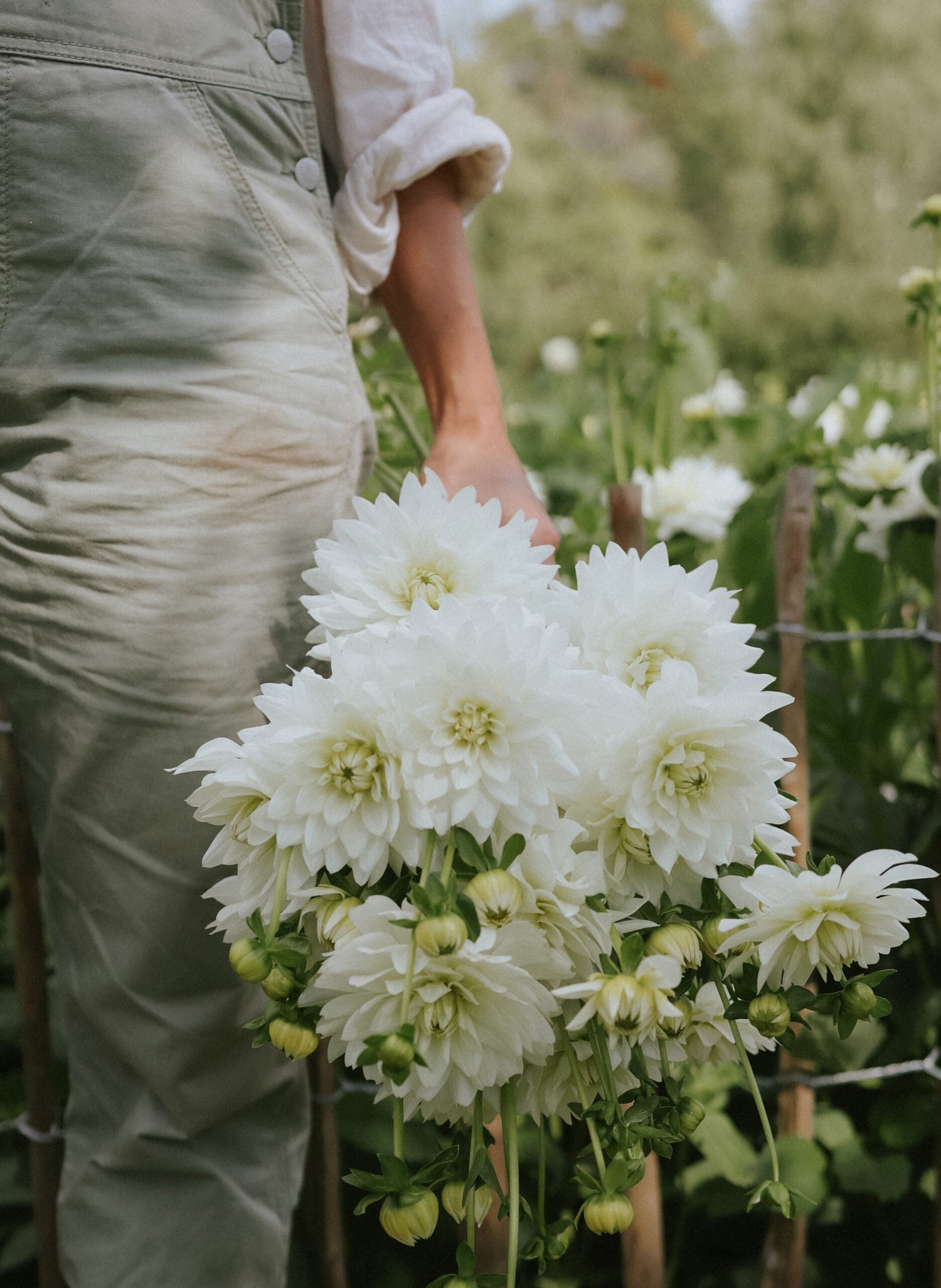 Dahlia - Karma Maarten Zwaan