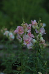 Lejongap - Doubleshot Appleblossom
