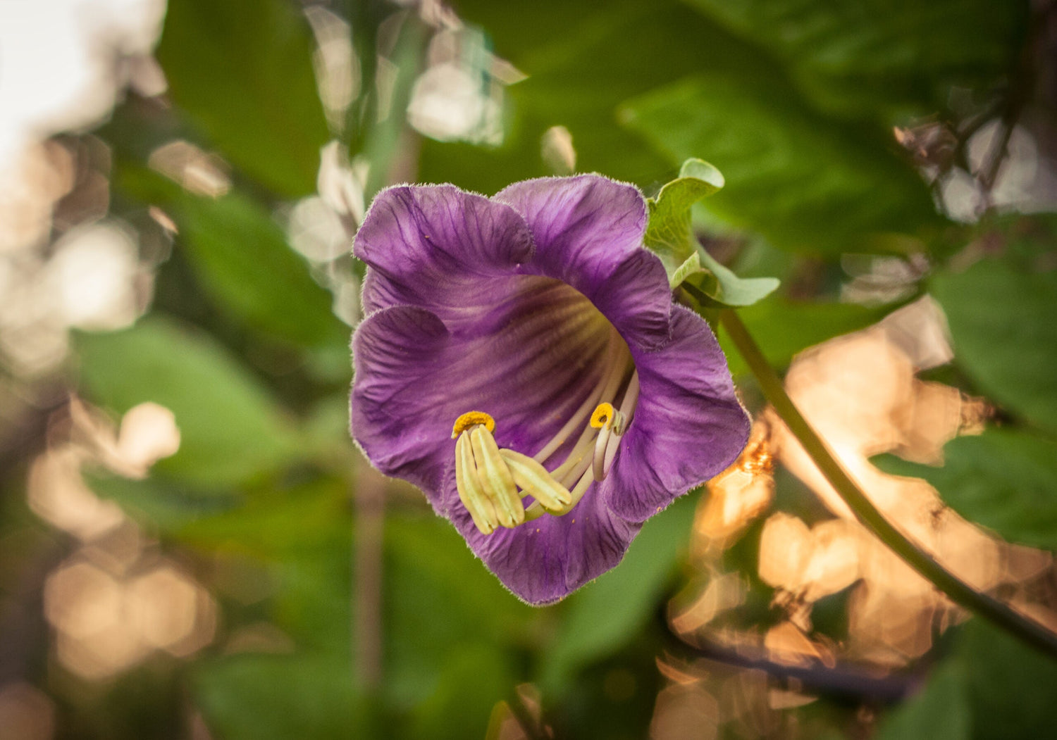 Klockranka - Violet Blue