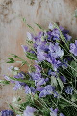 Ærteblomst - Royal Family Lavender
