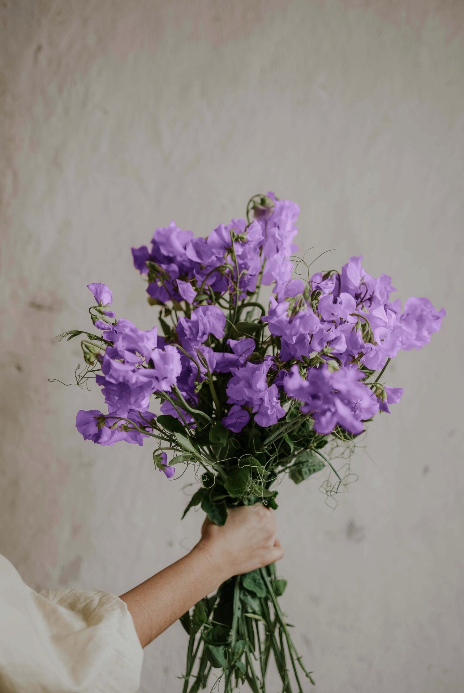 Sweet Pea - Royal Family Lavender