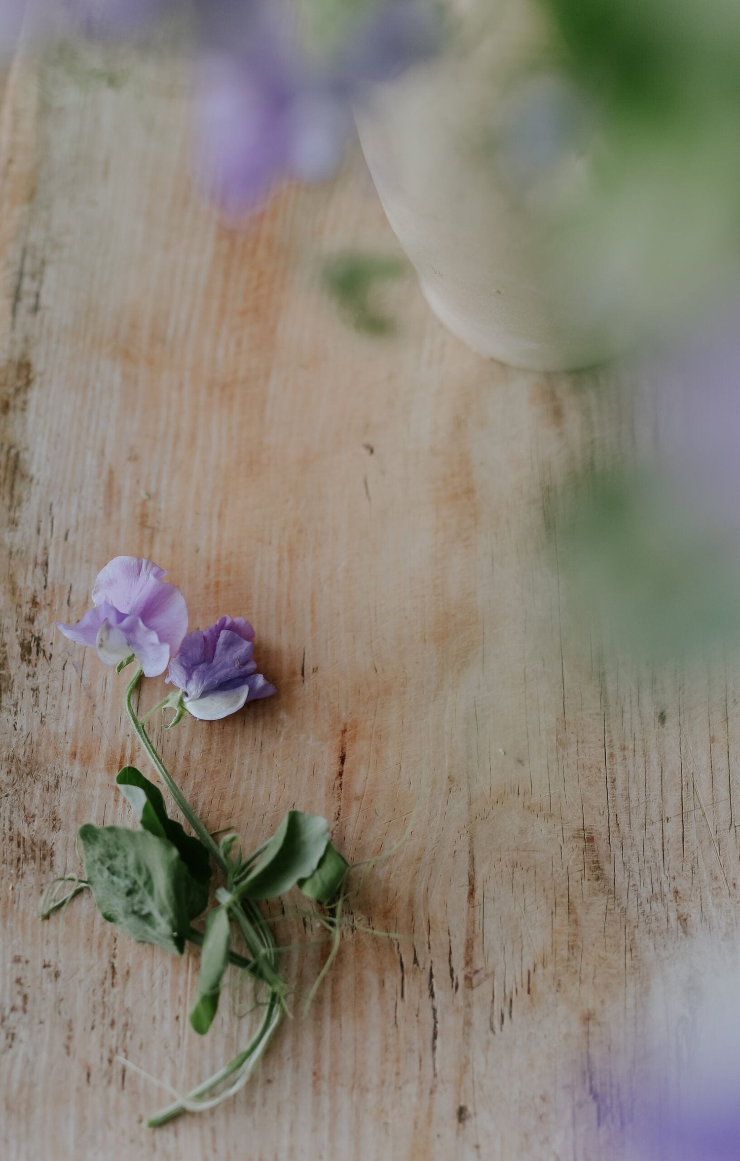 Sweet Pea - Royal Family Lavender