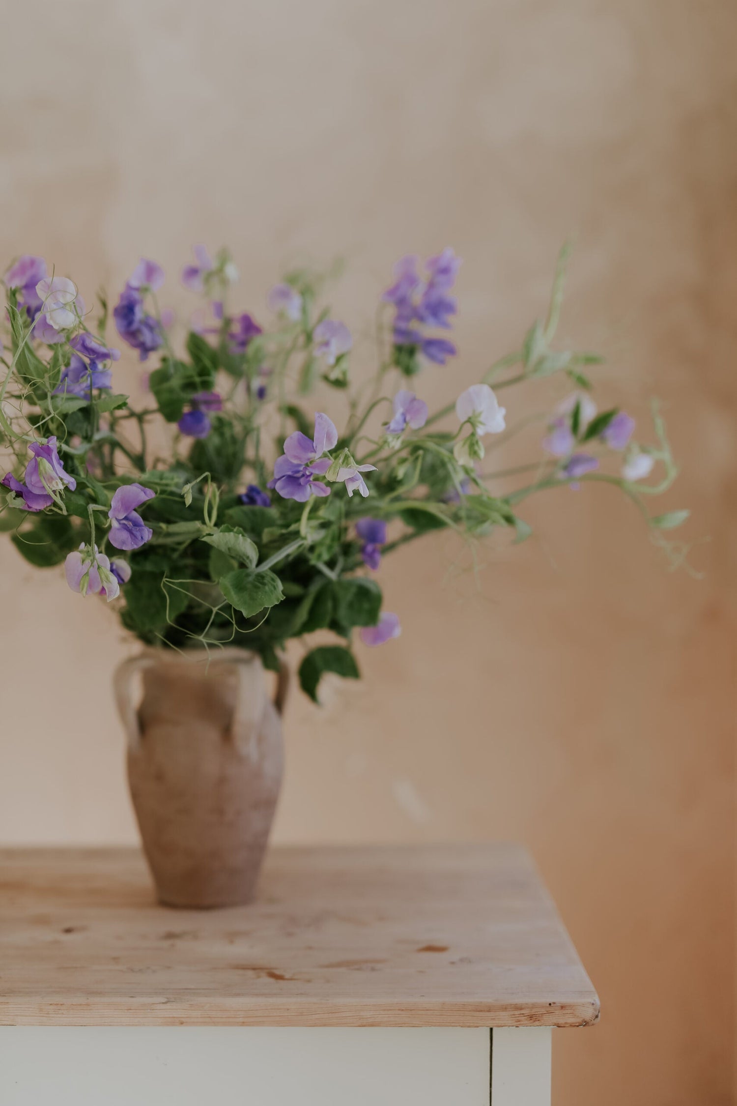 Sweet Pea - Royal Family Lavender