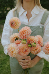 Dahlia - Linda's Baby