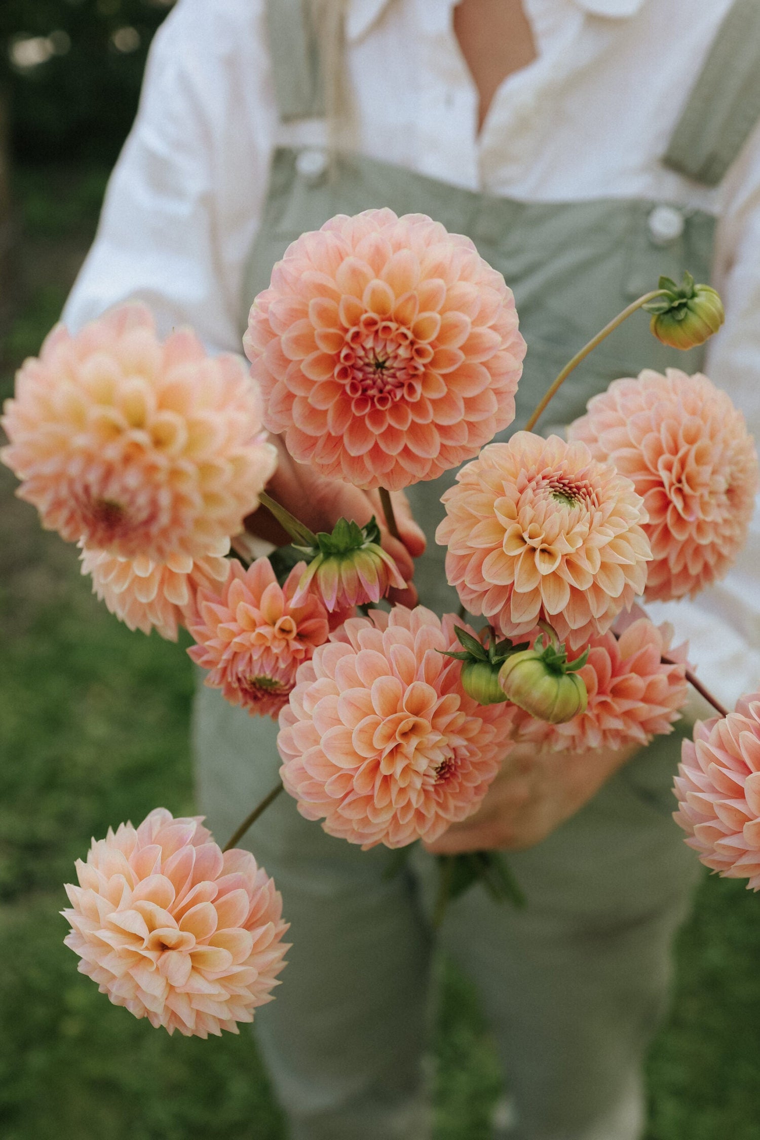 Dahlia - Lindas Baby