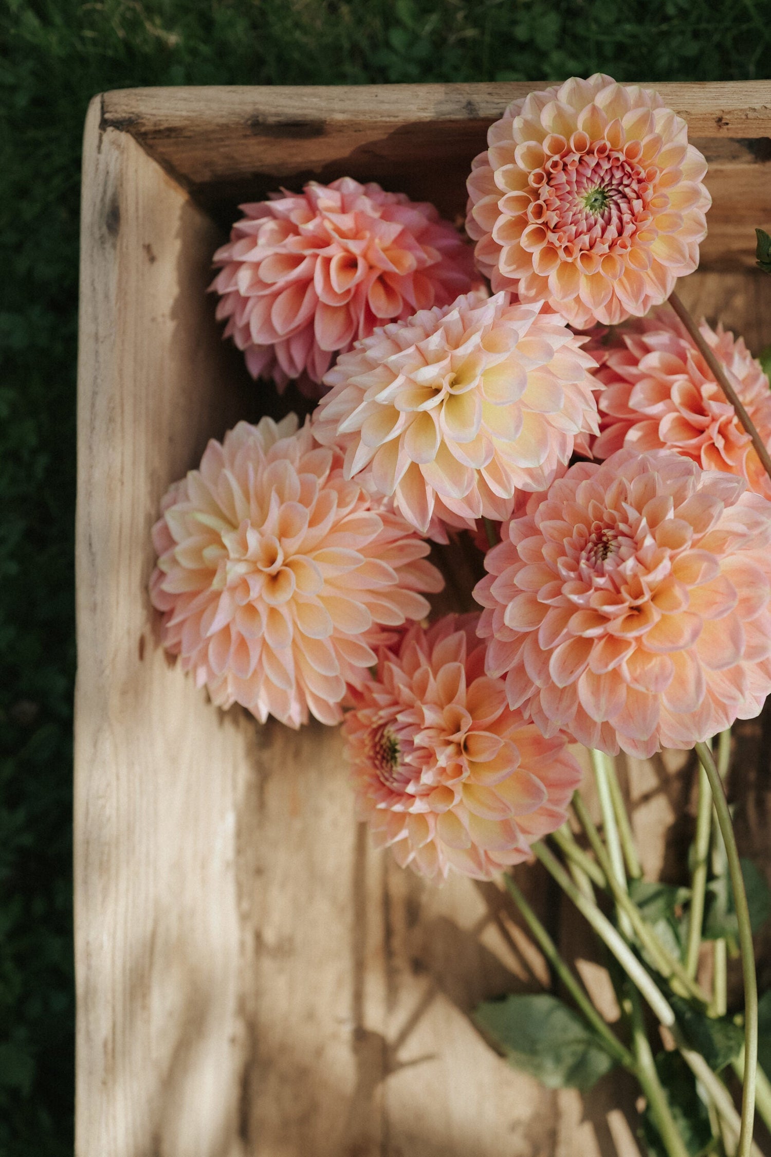 Dahlia - Lindas Baby