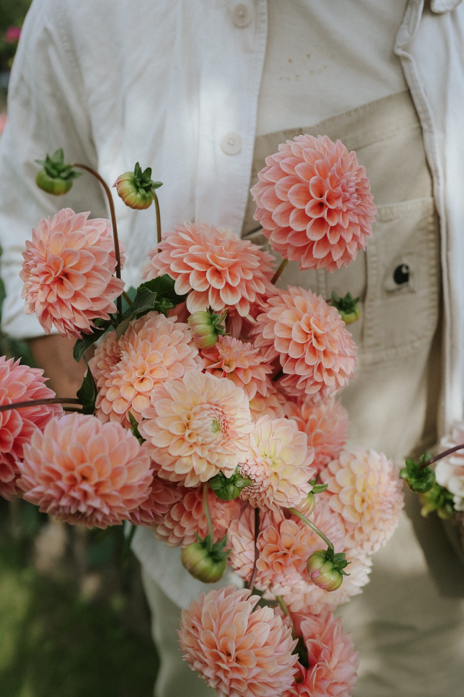 Dahlia - Lindas Baby