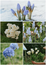 Blumenzwiebelset - Zwiebellasagne