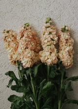 Levkøj - Katz Apricot
