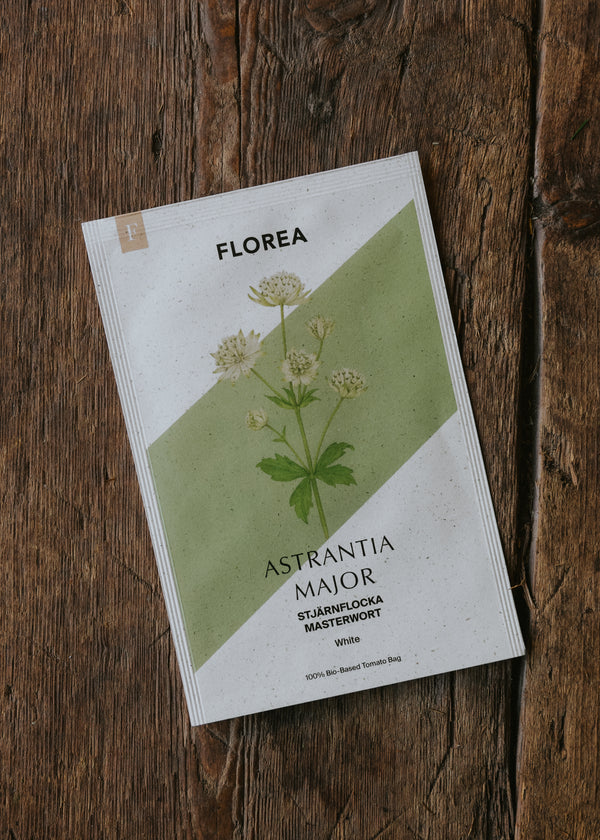 Masterwort 'White'