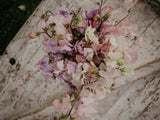Ærteblomst - Spencer Mixed