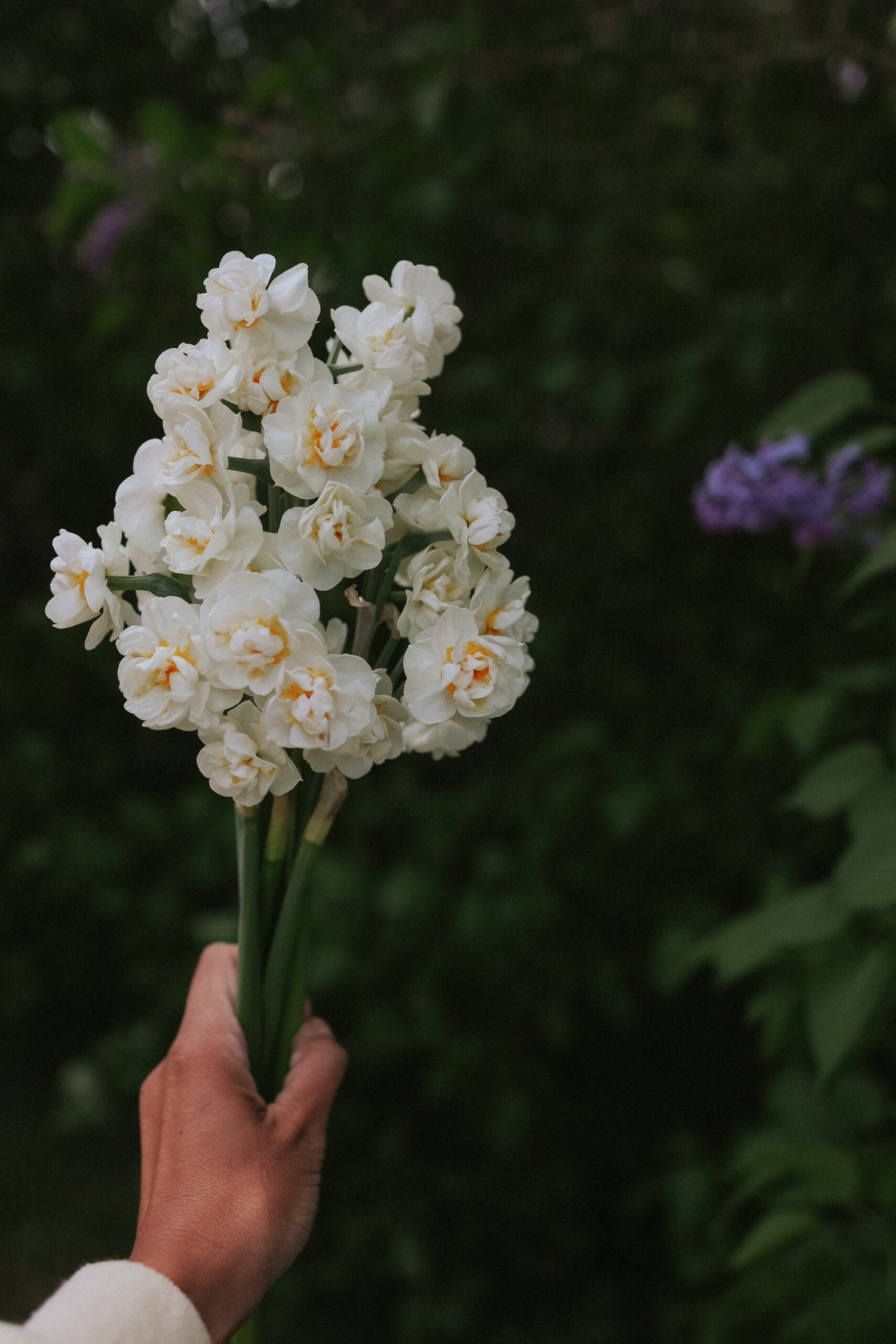 Narciss - Tender Beauty