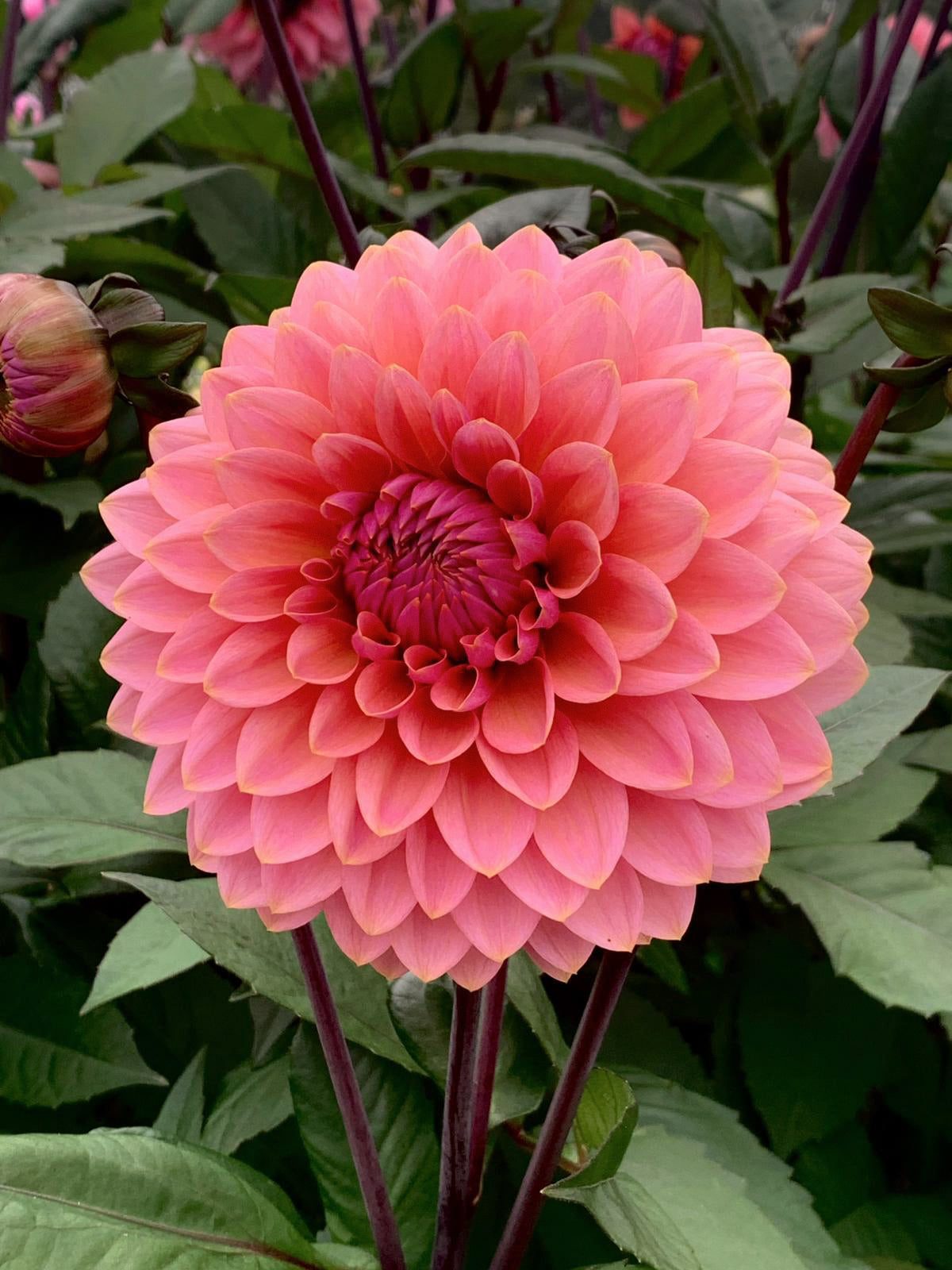 Dahlia - Sweet Sanne