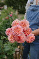 Dahlia - Nathalie G