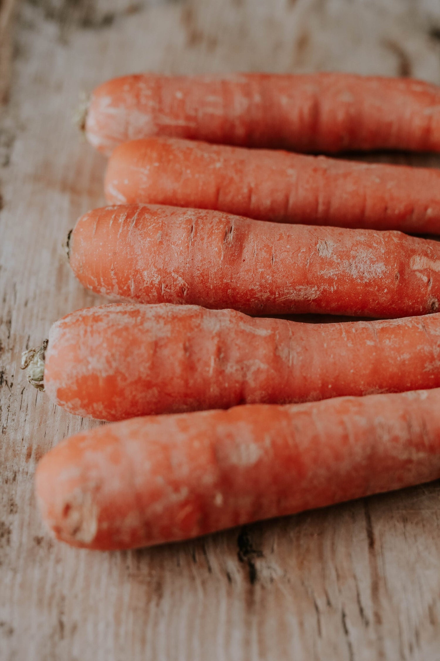 Carrot - Autumn King 2