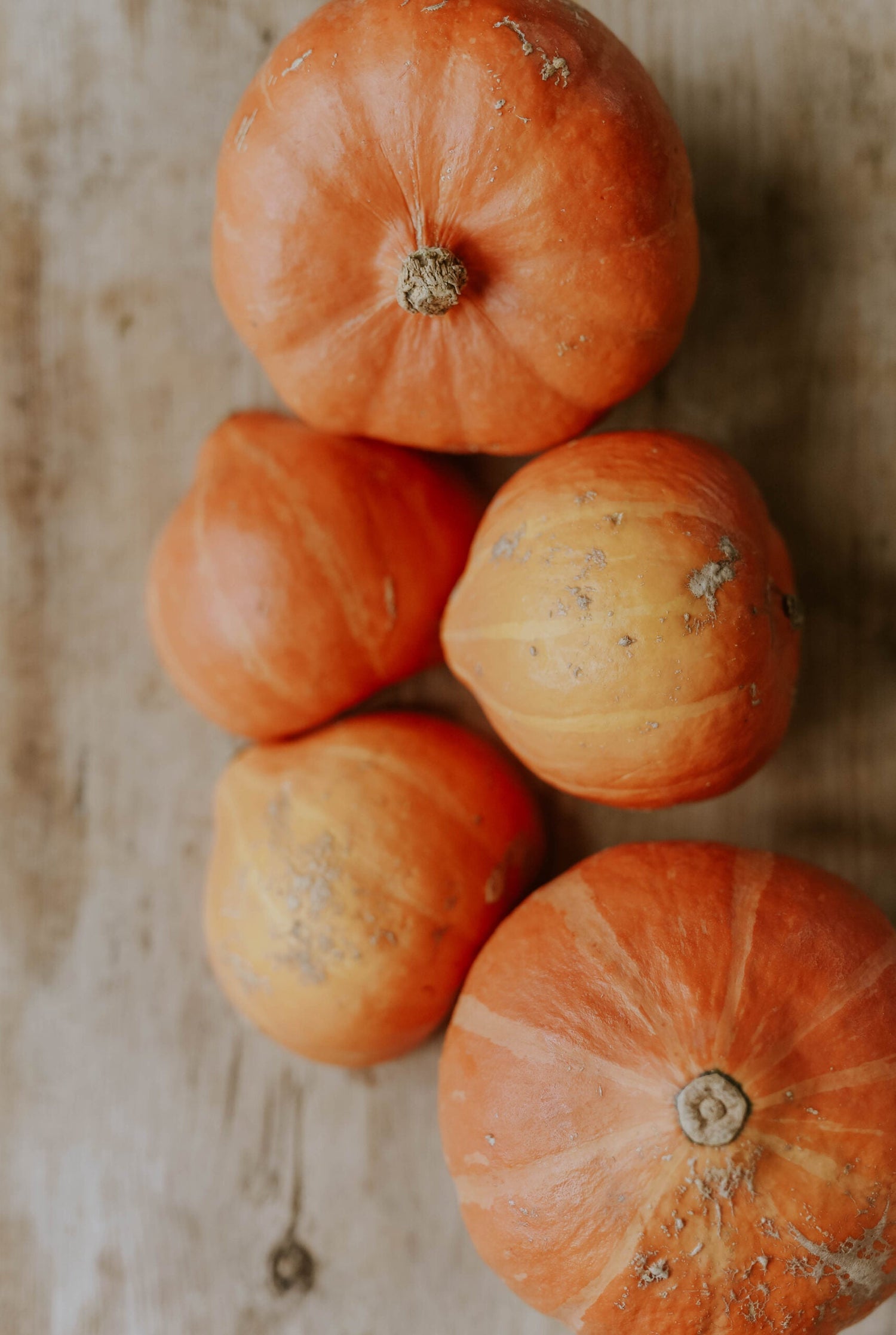 Vintersquash / Jättepumpa - Uchiki Kuri EKO