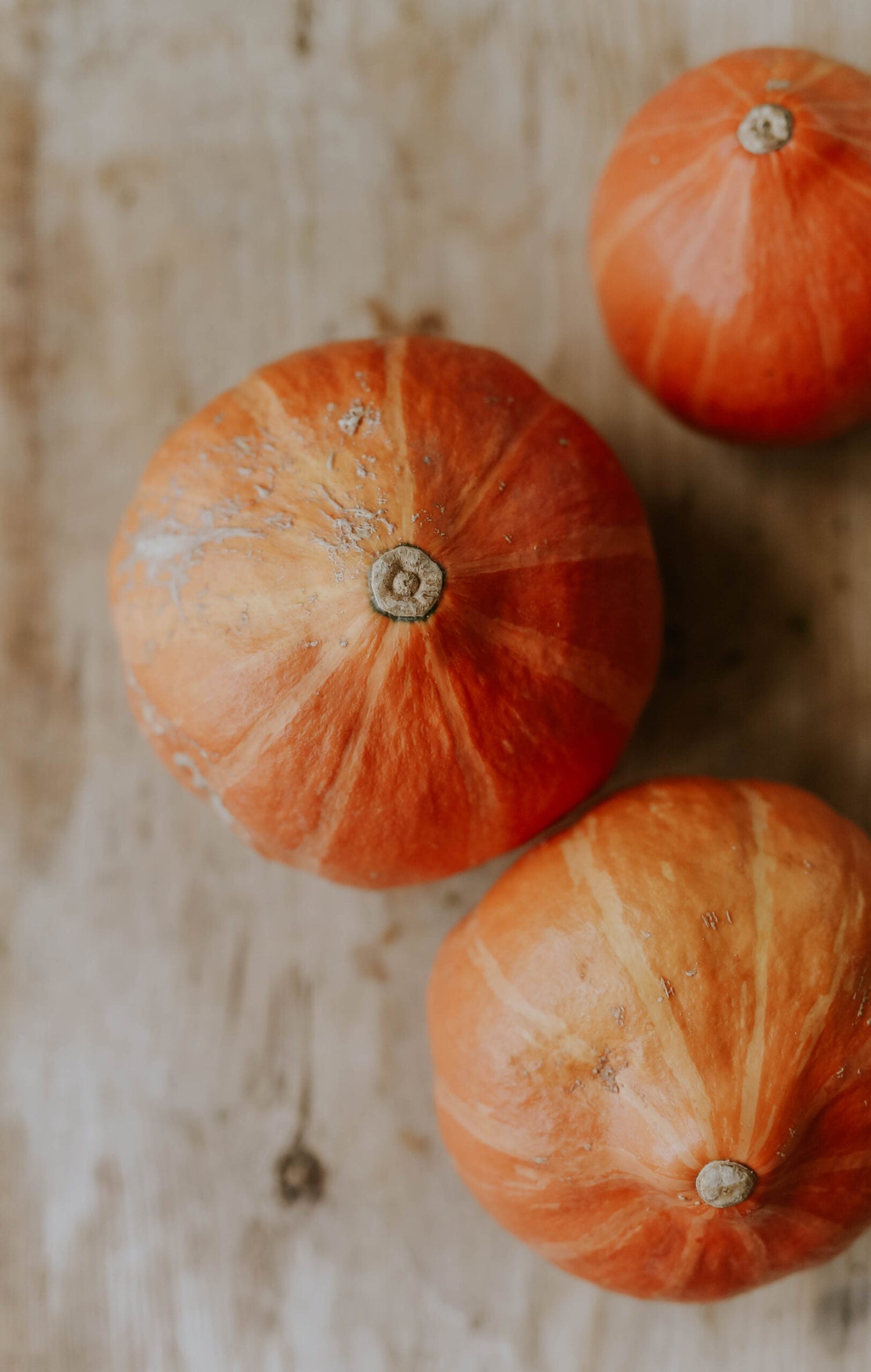 Vintersquash / Jättepumpa - Uchiki Kuri EKO