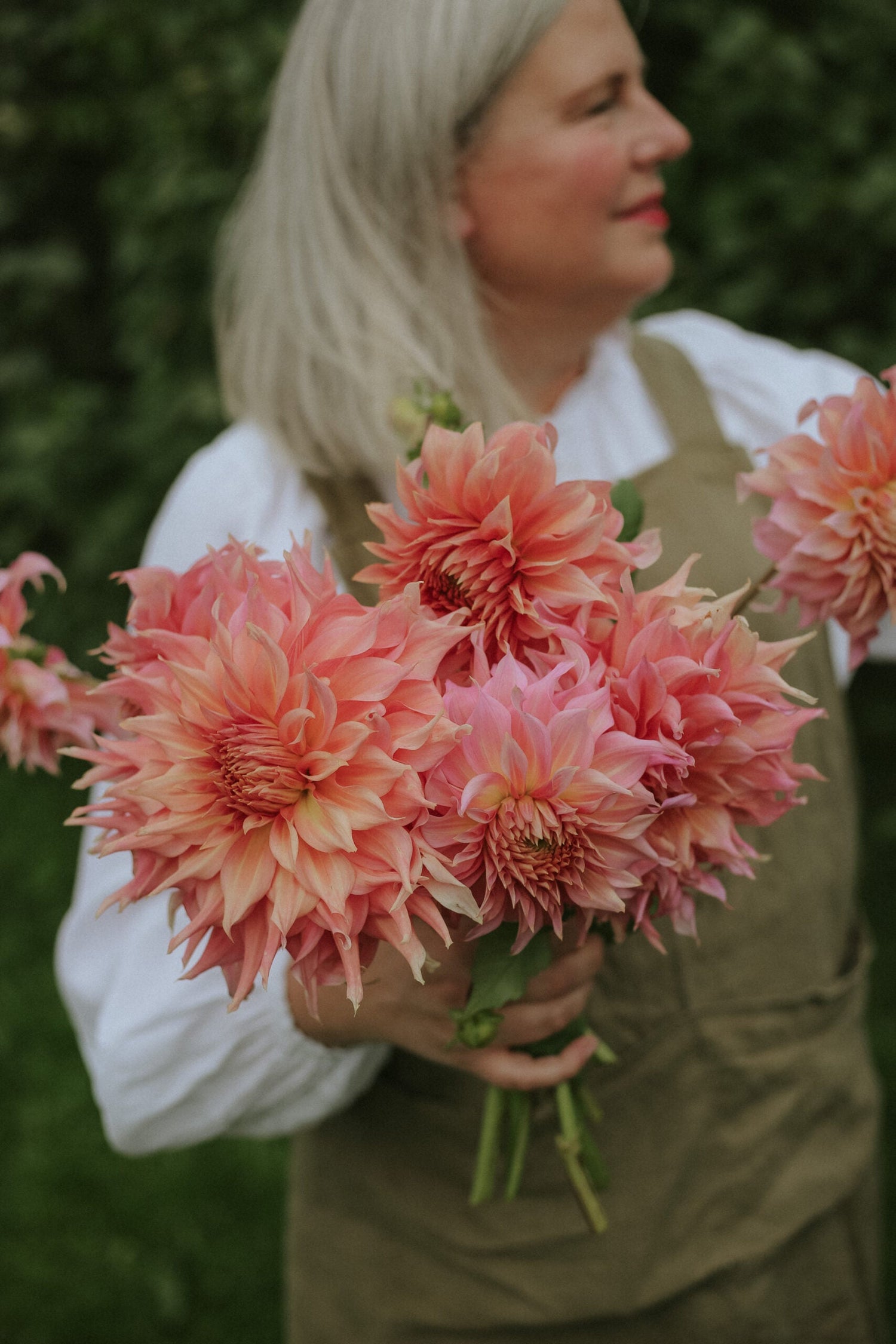 Dahlia - Penhille Watermelon