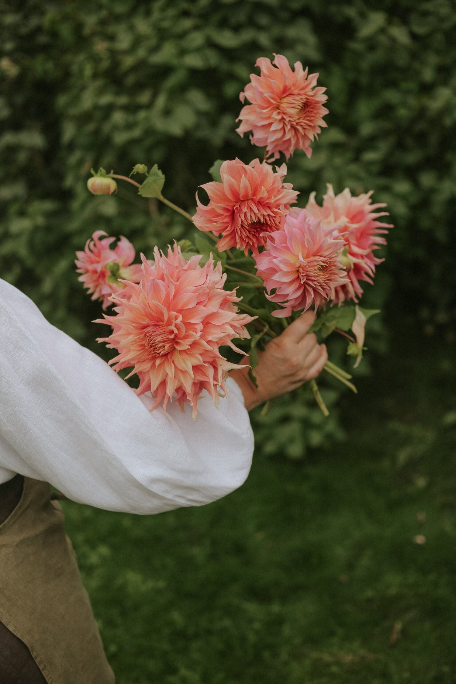 Dahlia - Penhille Watermelon