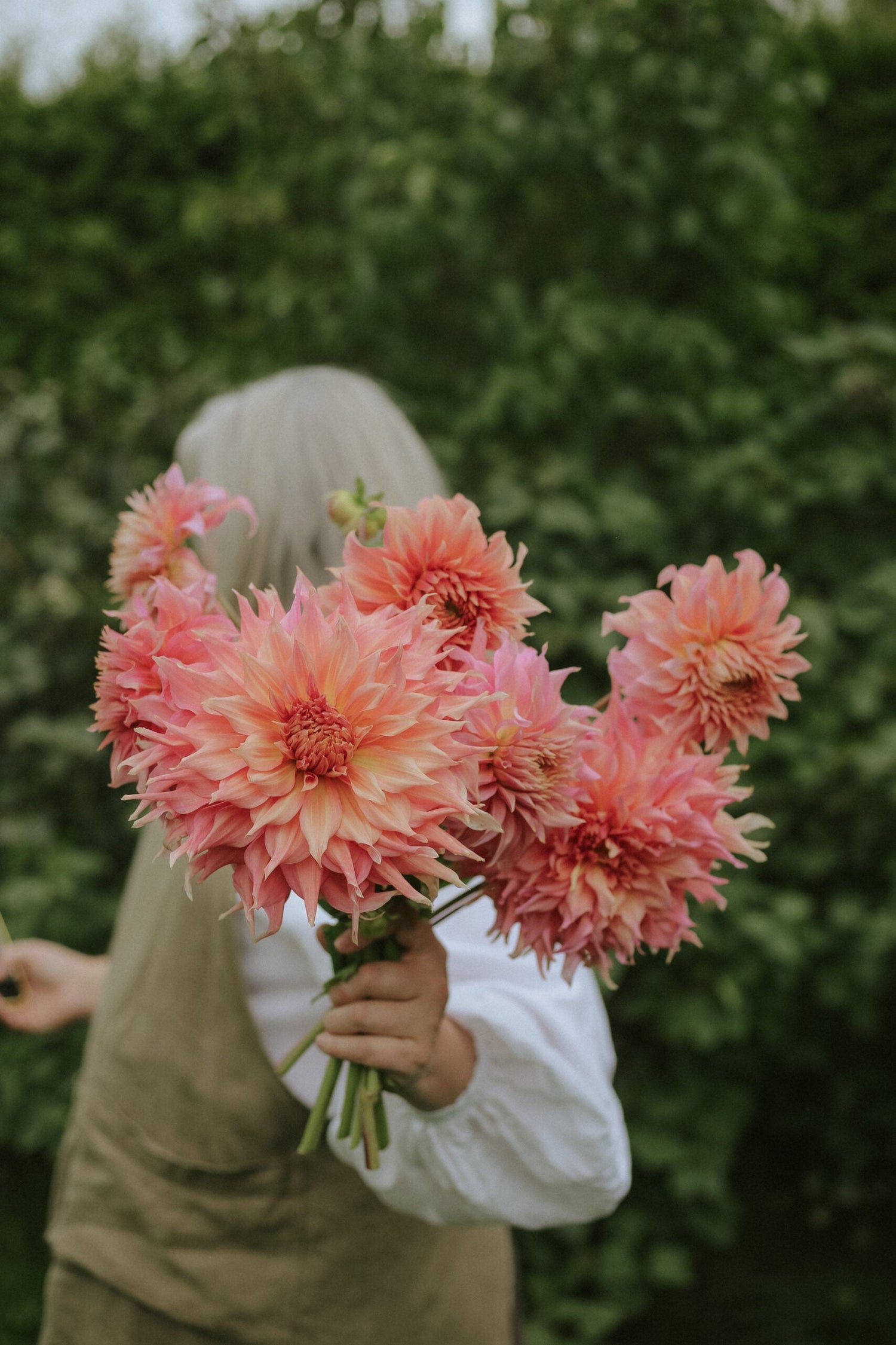 Dahlia - Penhille Watermelon